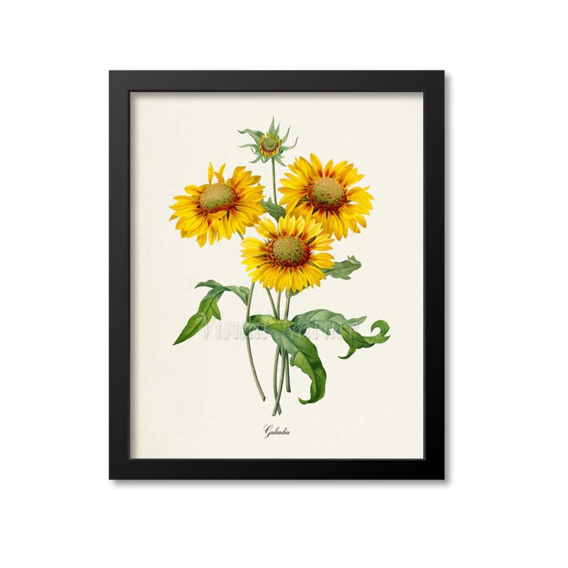 Gaillardia Blanket Flower Vintage Botanical Illustration Wall Poster