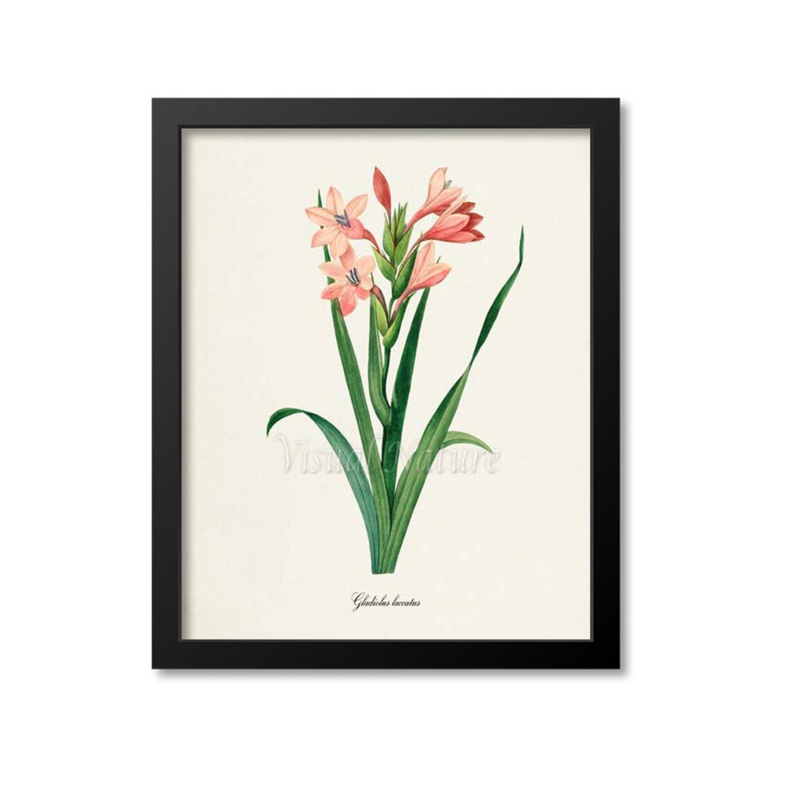 Gladiola Flower Botanical Art Print, Redoute Style
