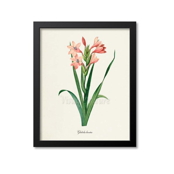 Gladiola Flower Botanical Art Print, Redoute Style
