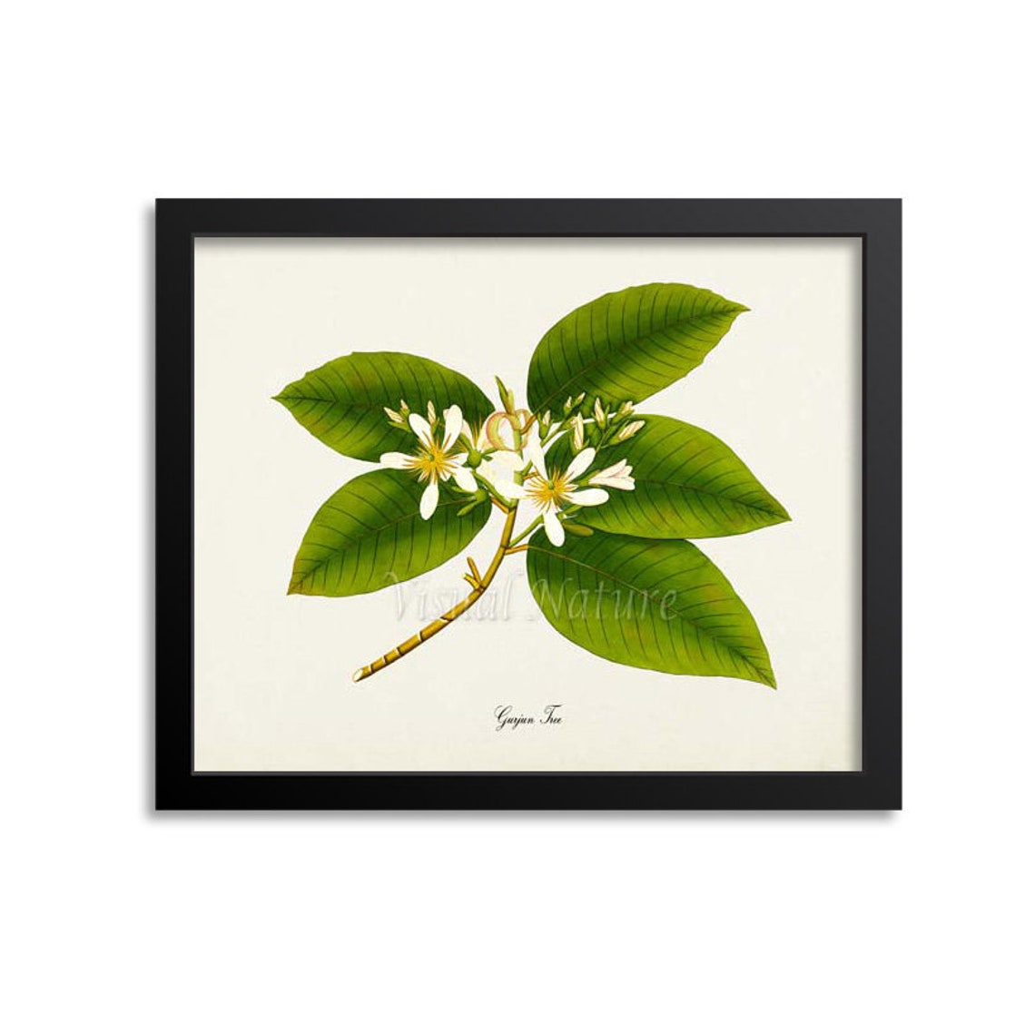 Gurjun Tree White Blossom Vintage Botanical Illustration Poster