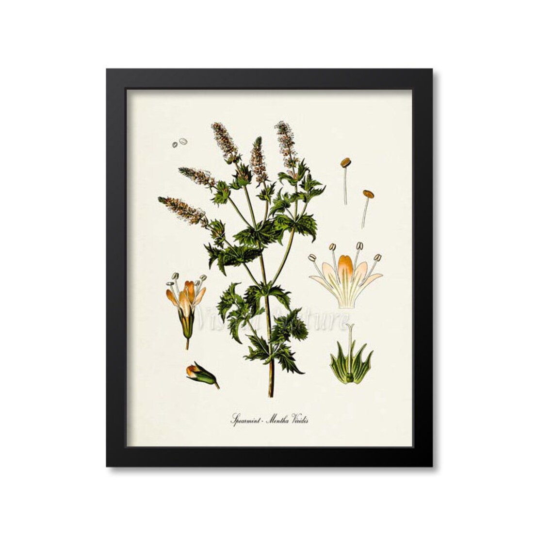 Spearmint Botanical Art Print, Mentha Viridis