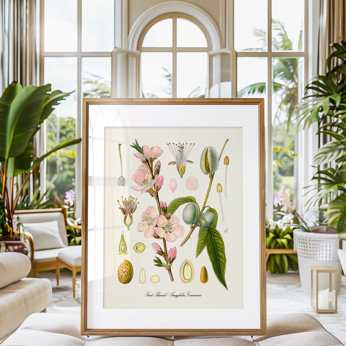 Sweet Almond Botanical Print, Kitchen Art Print - Image 3