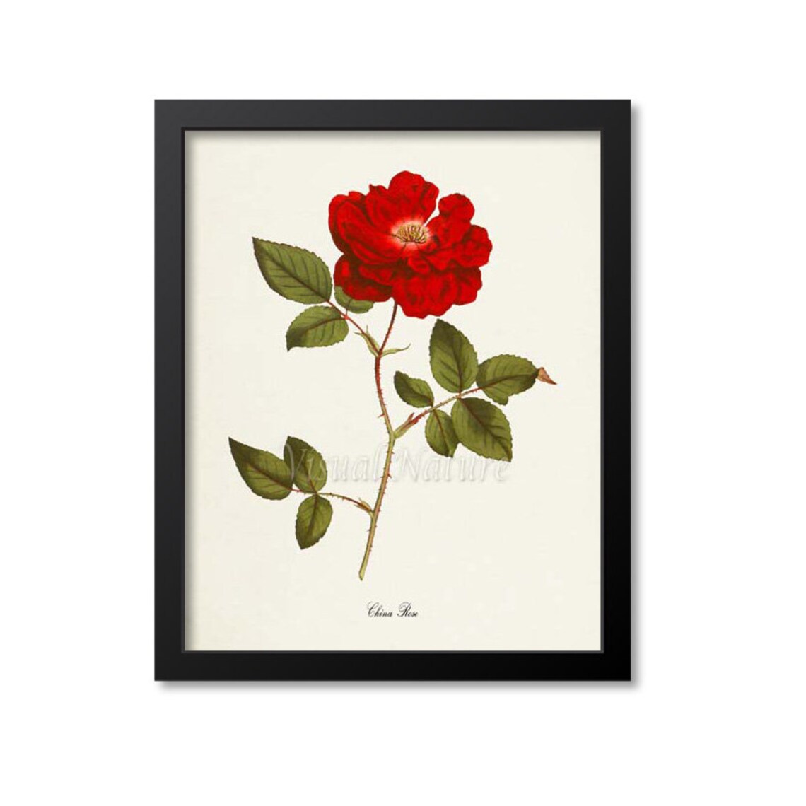 China Rose Botanical Art Print, Floral Wall Decor