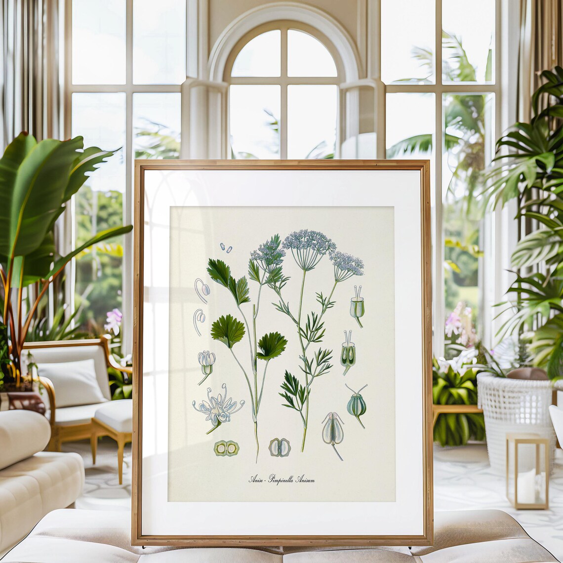 Anise Botanical Art Print, Pimpinella Anisum Study - Image 3