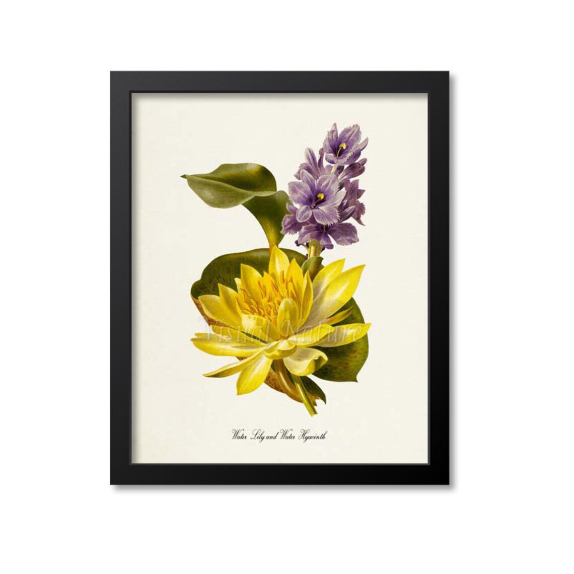 Water Lily And Water Hyacinth Botanical Art Print