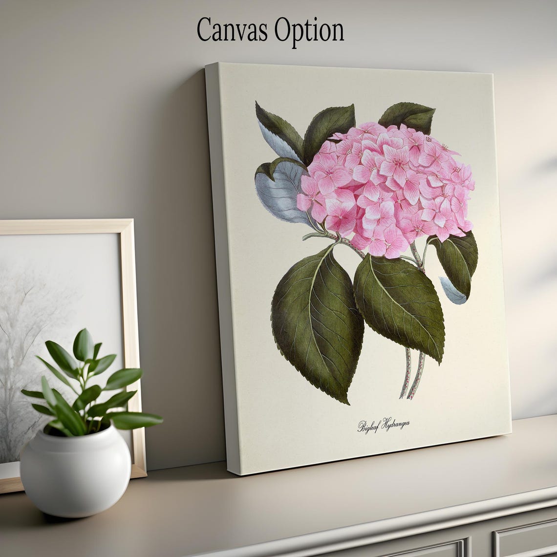 Pink Bigleaf Hydrangea Bloom Cluster Vintage Botanical Study Poster - Image 2