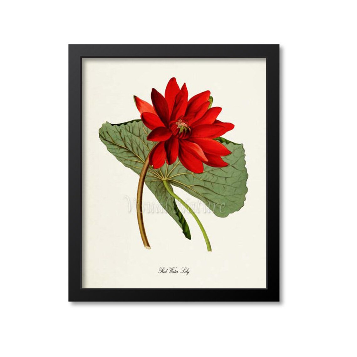 Red Water Lily Botanical Art Print, Floral Decor