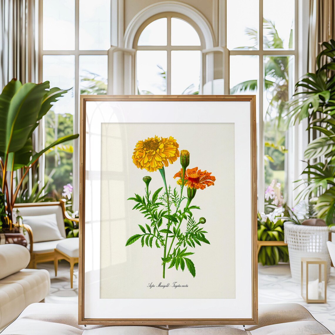 Aztec Marigold Botanical Art Print, Tagetes Erecta - Image 3