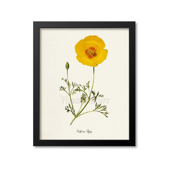 California Poppy Flower Art Print, Botanical Art Print