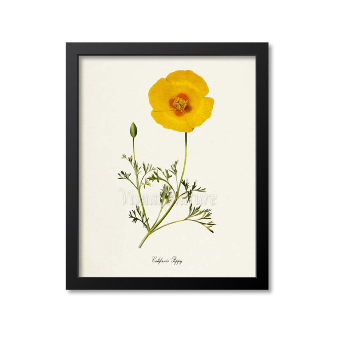 California Poppy Flower Art Print, Botanical Art Print