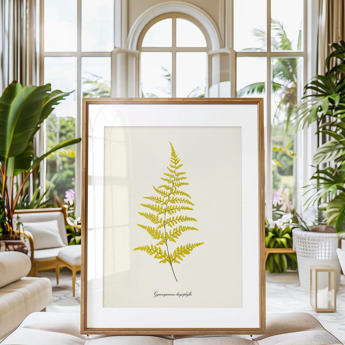 Gymnogramma Chrysophylla Golden Fern Botanical Print Vintage Style - Image 3