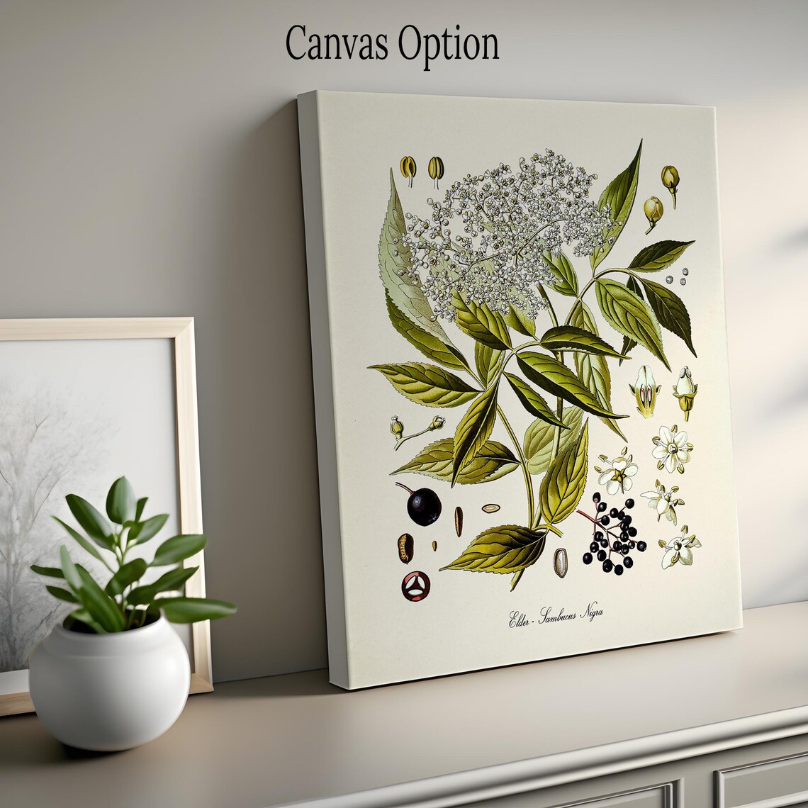 Elder Botanical Print, Sambucus Nigra Wall Art - Image 2