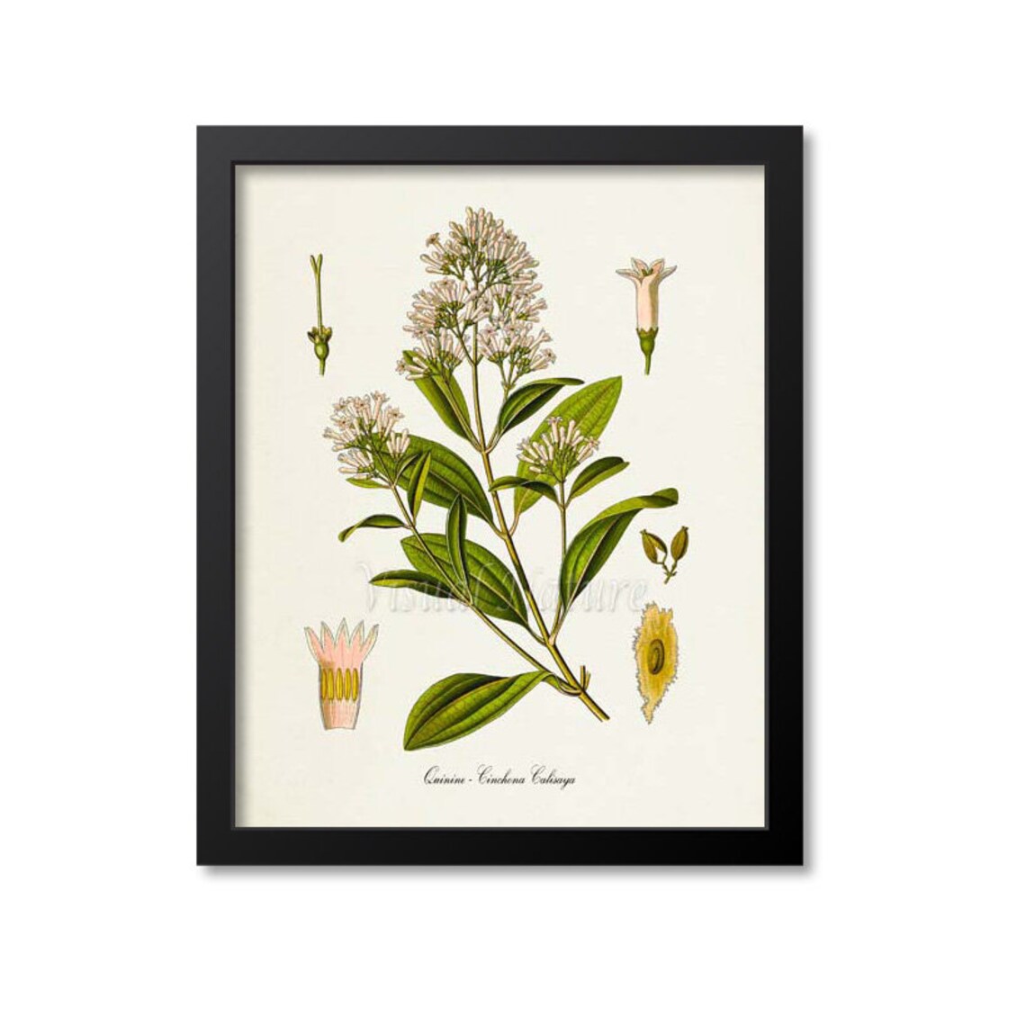 Quinine Botanical Print, Cinchona Calisaya Study