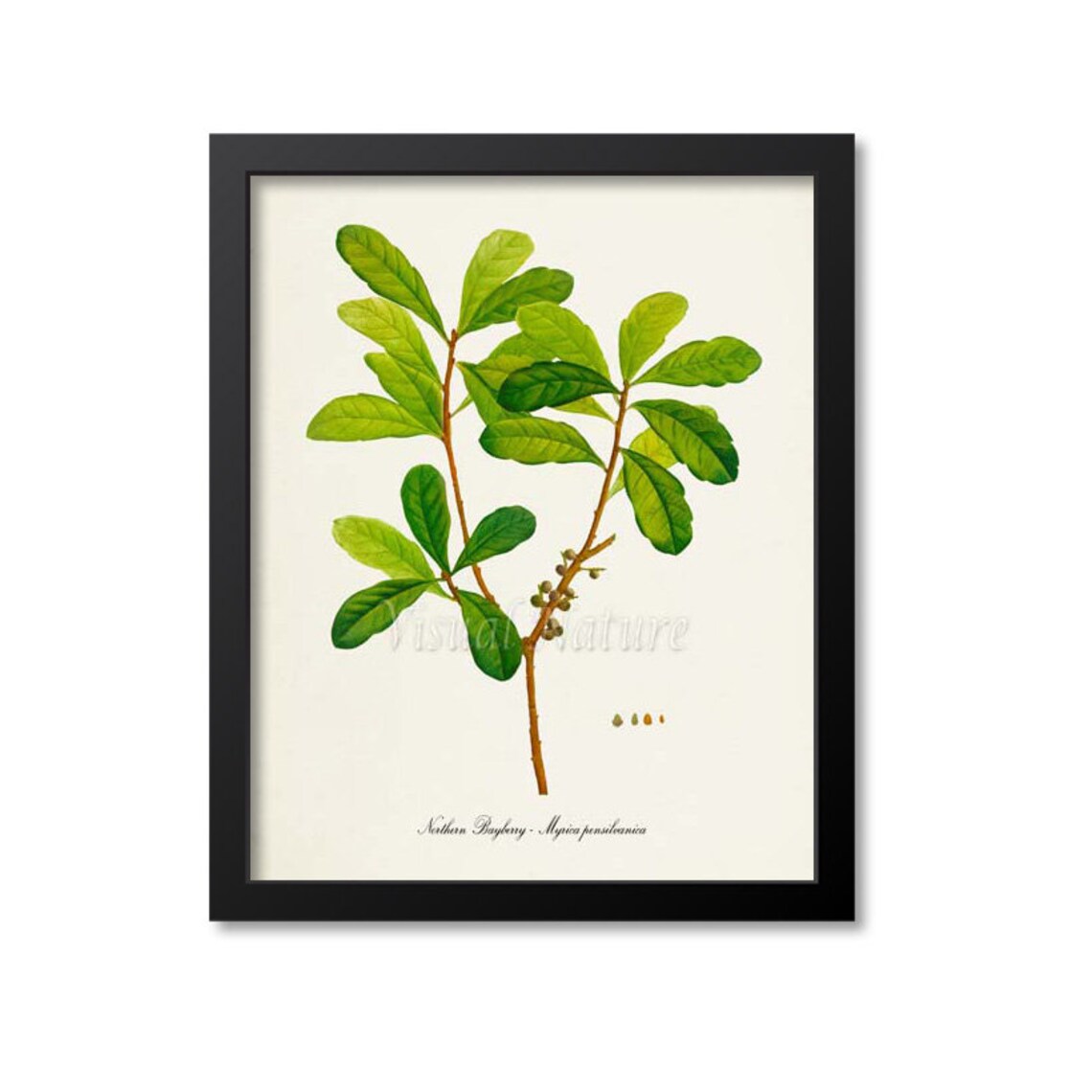 Northern Bayberry Myrica Pensylvanica Green Branch Botanical Poster