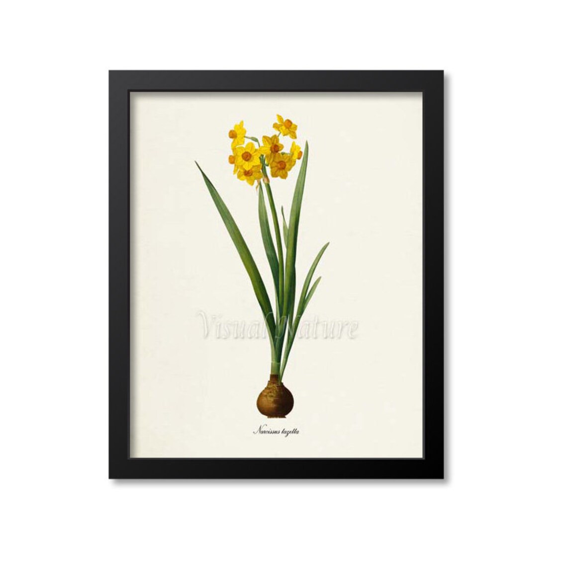 Daffodil Botanical Art Print, Redoute-Inspired