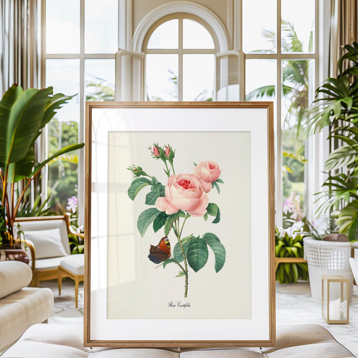 Pink Rose Botanical Art Print, Redouté Style - Image 3