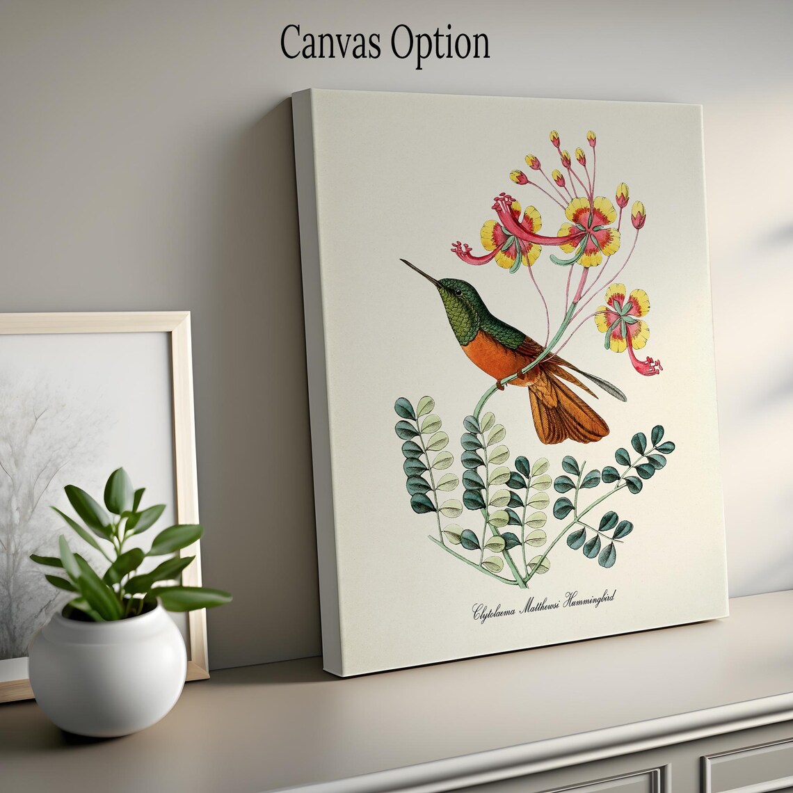 Clytolaema Matthewsi Hummingbird Art Print, Floral Poster - Image 2