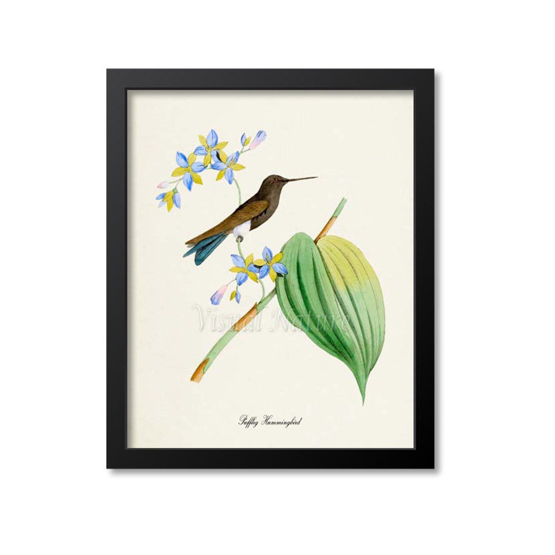 Puffleg Hummingbird Blue Yellow Blossoms Vintage Nature Poster