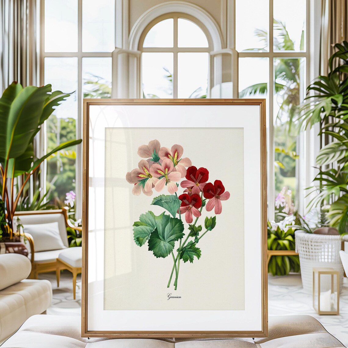Geranium Flower Botanical Art Print, Redoute Style - Image 3