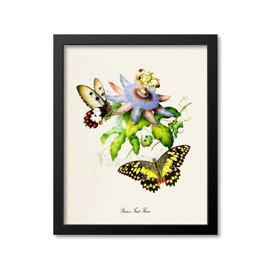 Passion Fruit Flower Butterfly Floral Art Print
