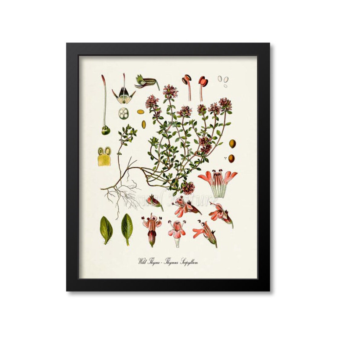 Wild Thyme Botanical Art Print, Kitchen Decor