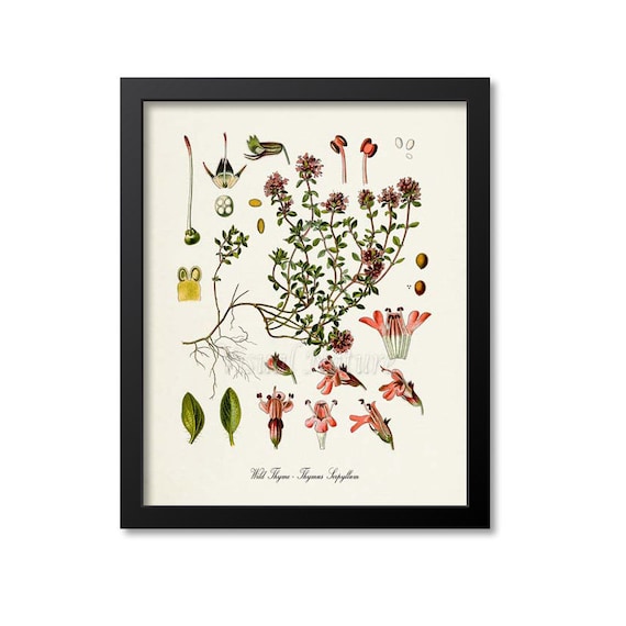 Wild Thyme Botanical Art Print, Kitchen Decor