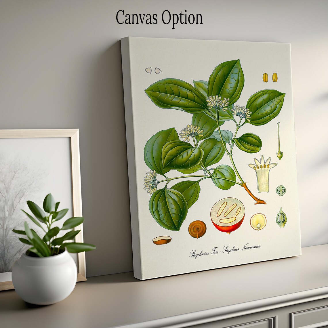 Strychnine Tree Vintage Botanical Scientific Illustration Wall Poster - Image 2