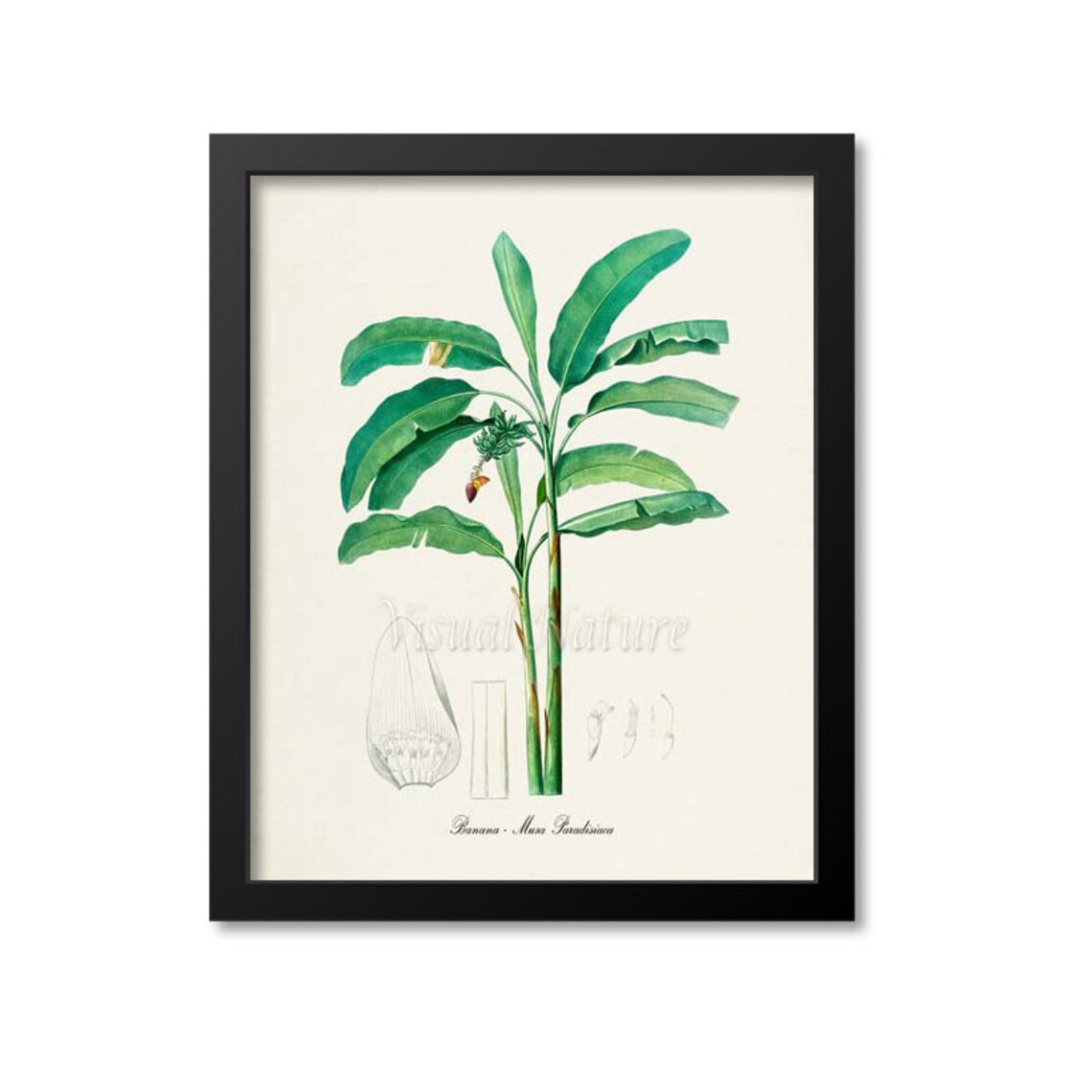 Banana Musa Paradisiaca Botanical Print with Tropical Palm Leaves
