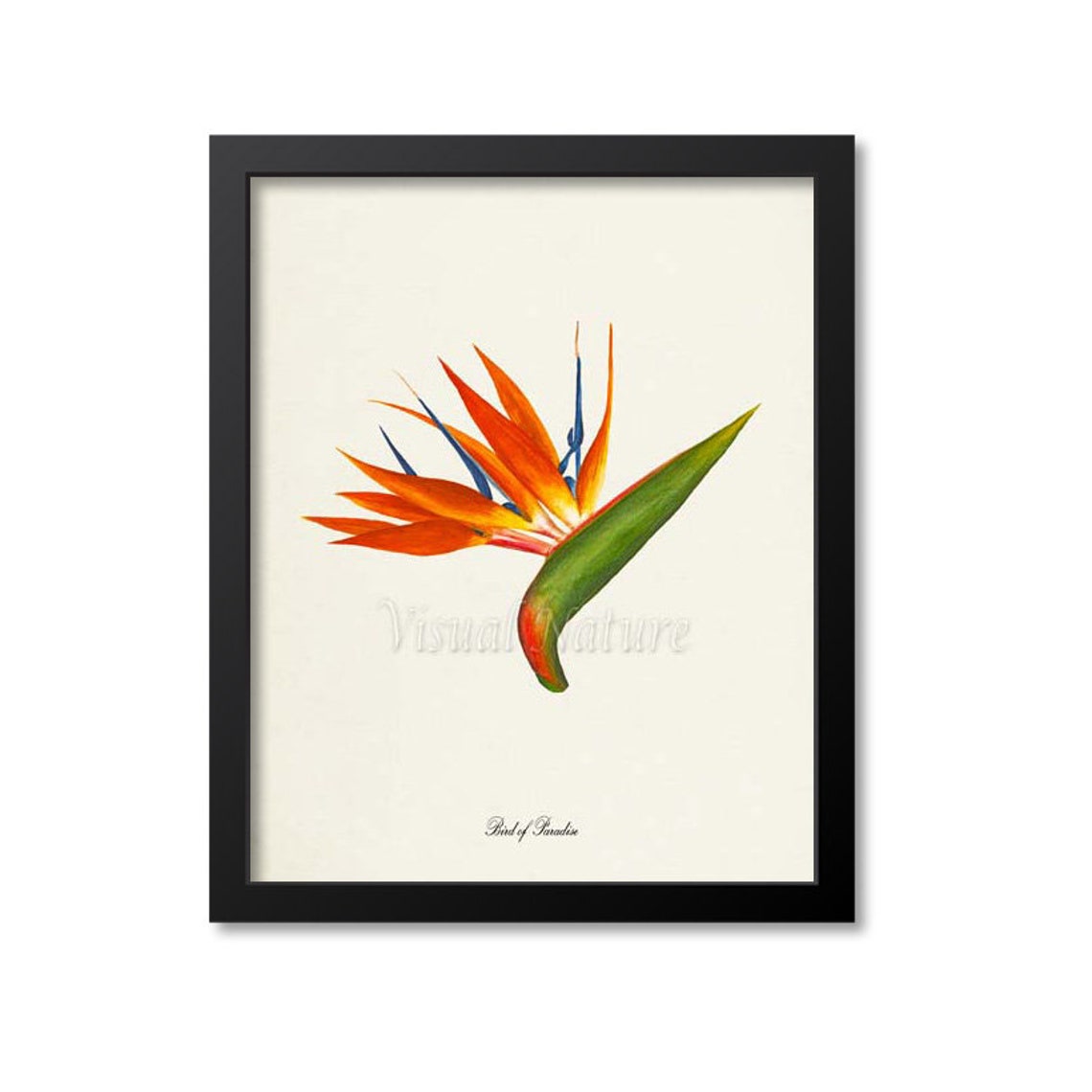 Bird Of Paradise Flower Art Print Botanical Art Print Flower Wall Art Flower Print Floral Print Yellow Flower Yellow Orange Flower Art