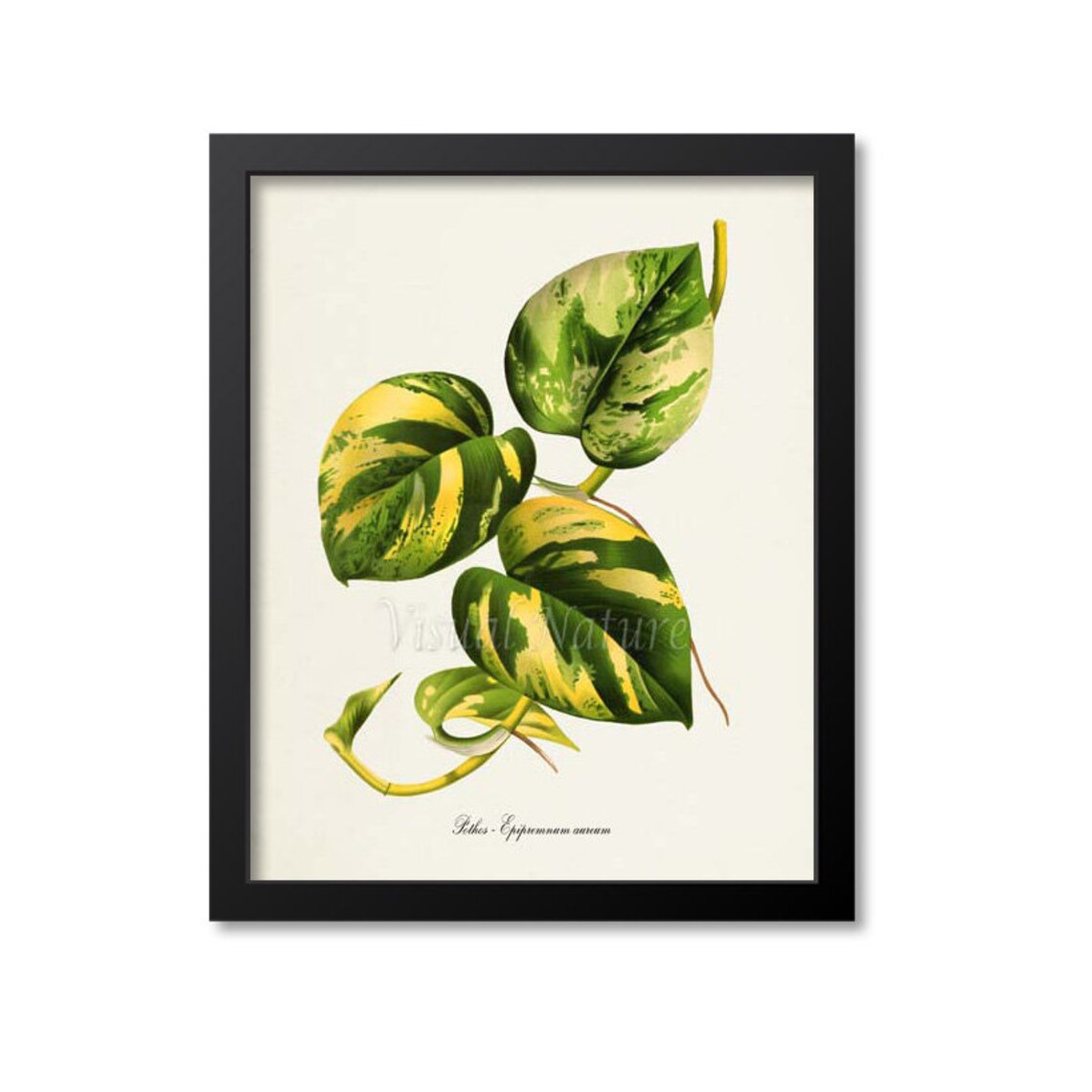 Pothos Botanical Art Print, Epipremnum Aureum