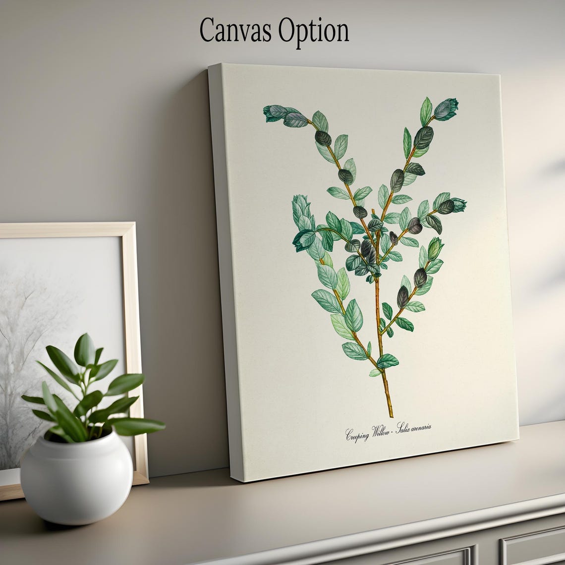 Creeping Willow Salix Arenaria Green Branch Botanical Study Poster - Image 2