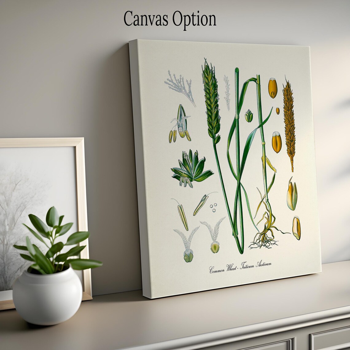 Common Wheat Botanical Art Print, Triticum Aestivum - Image 2