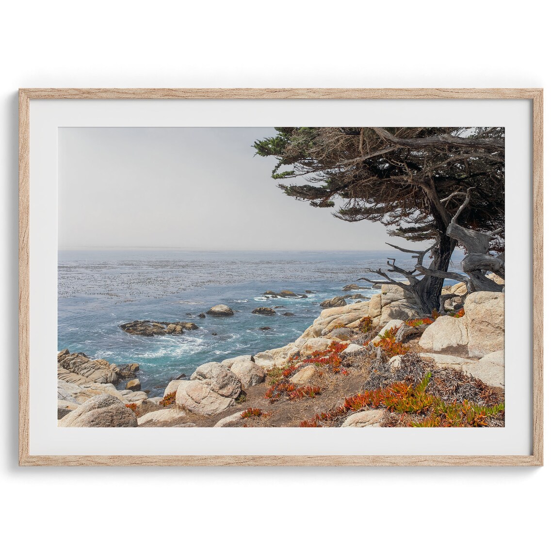 California Ocean Tree, Monterey Coastal Art Print
