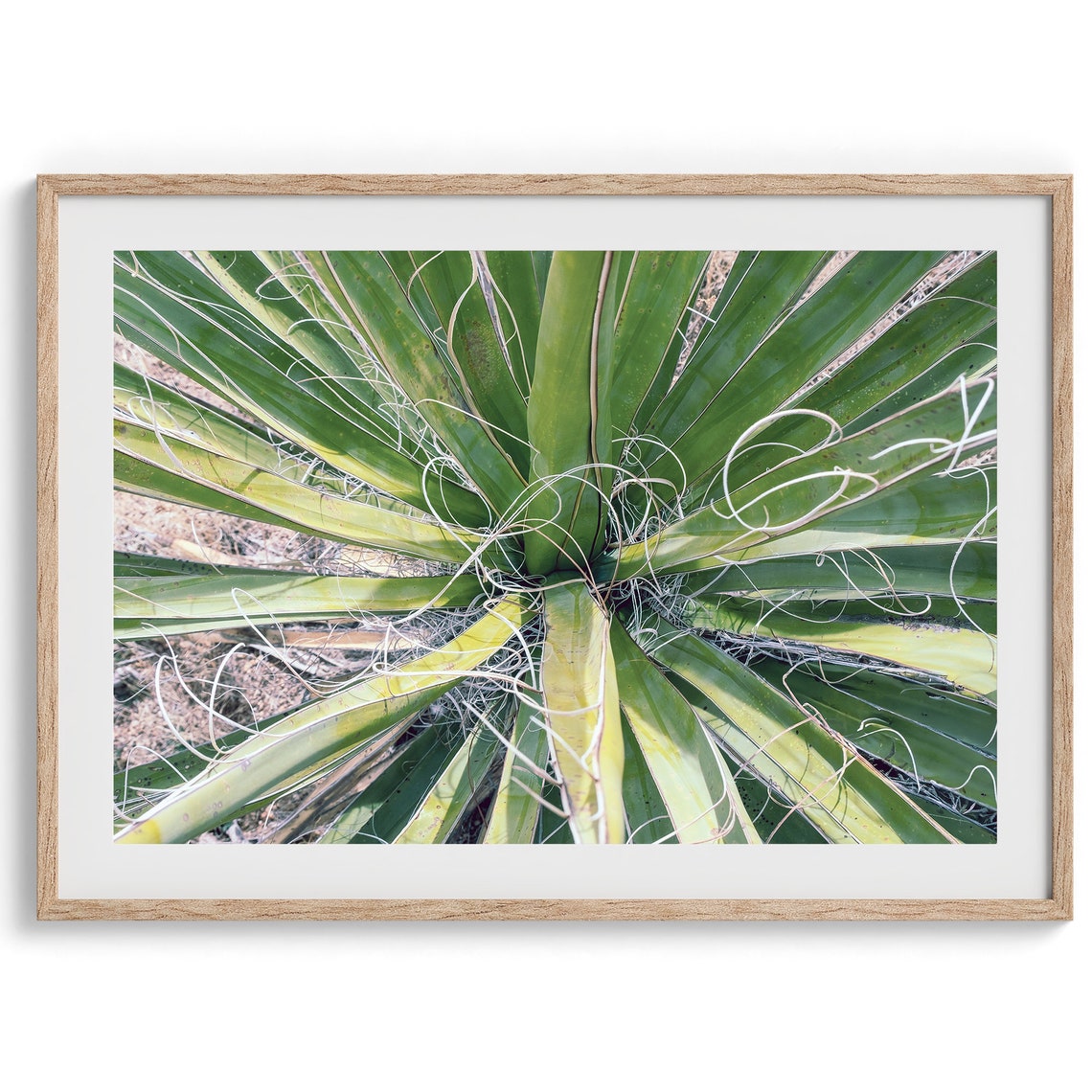 Desert Yucca Plant Top Down View Green Leaves Minimalist Nature Print