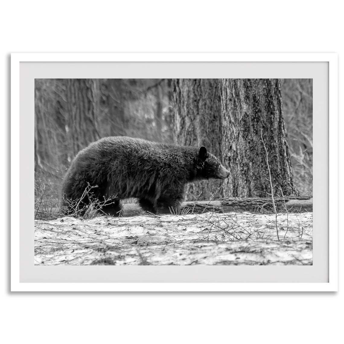 Black Bear Walking Snowy Forest Black And White Wildlife Art Poster - Image 5