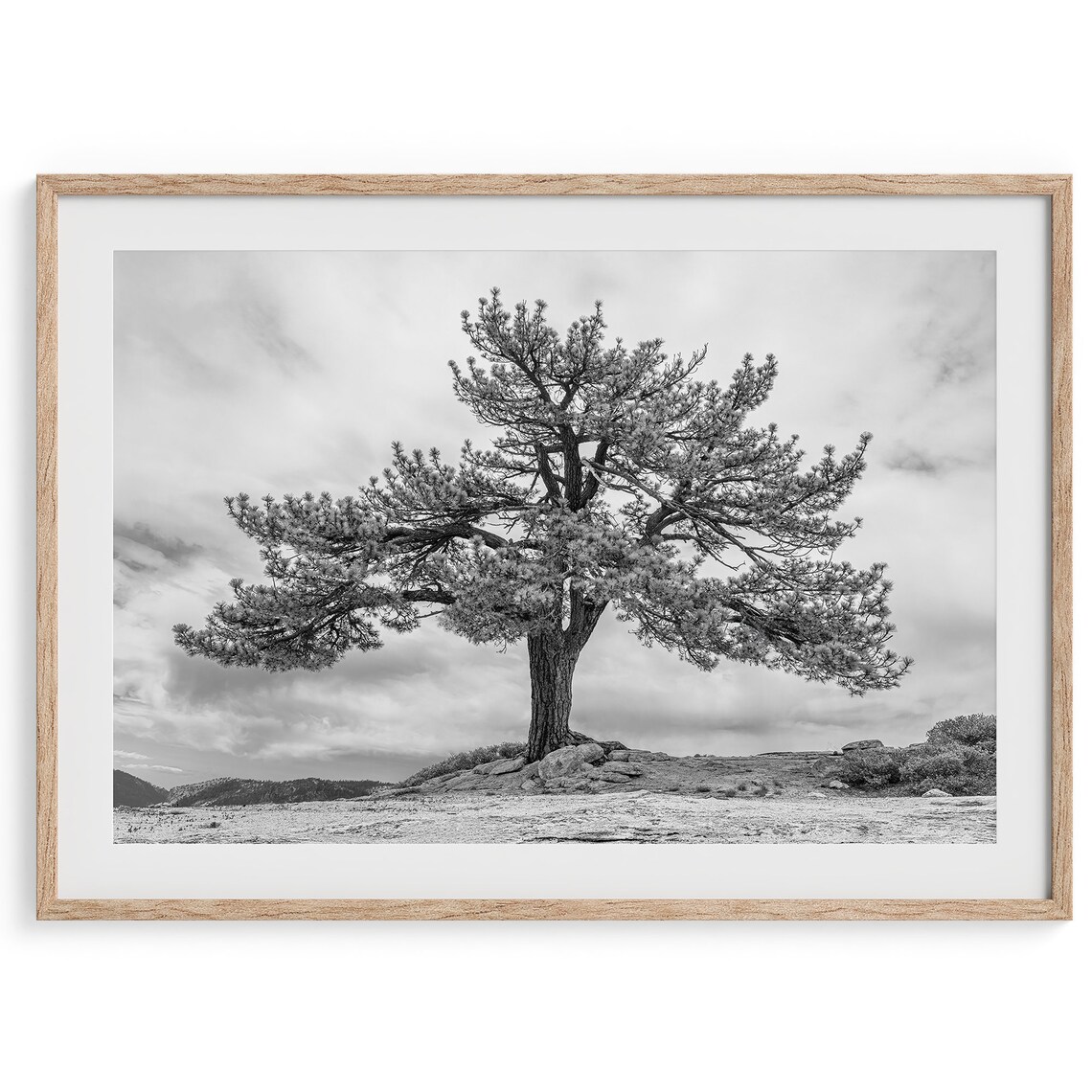 Yosemite Tree Photography Art Print, Black And White