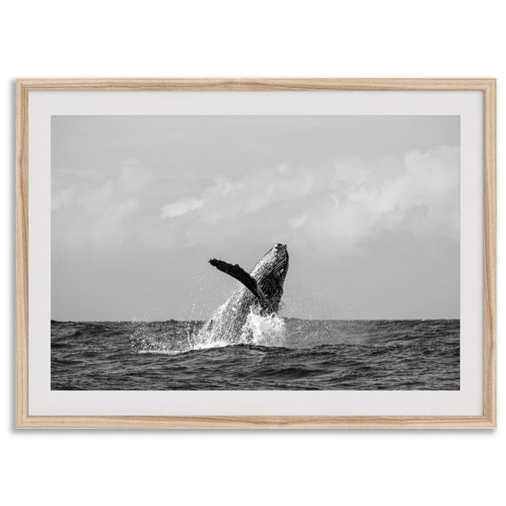 Humpback Whale Fine Art Photography Print