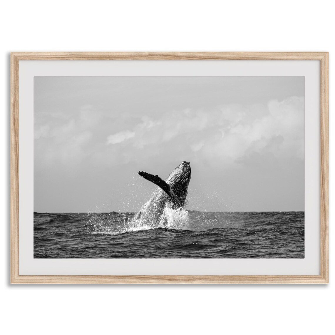 Humpback Whale Fine Art Photography Print