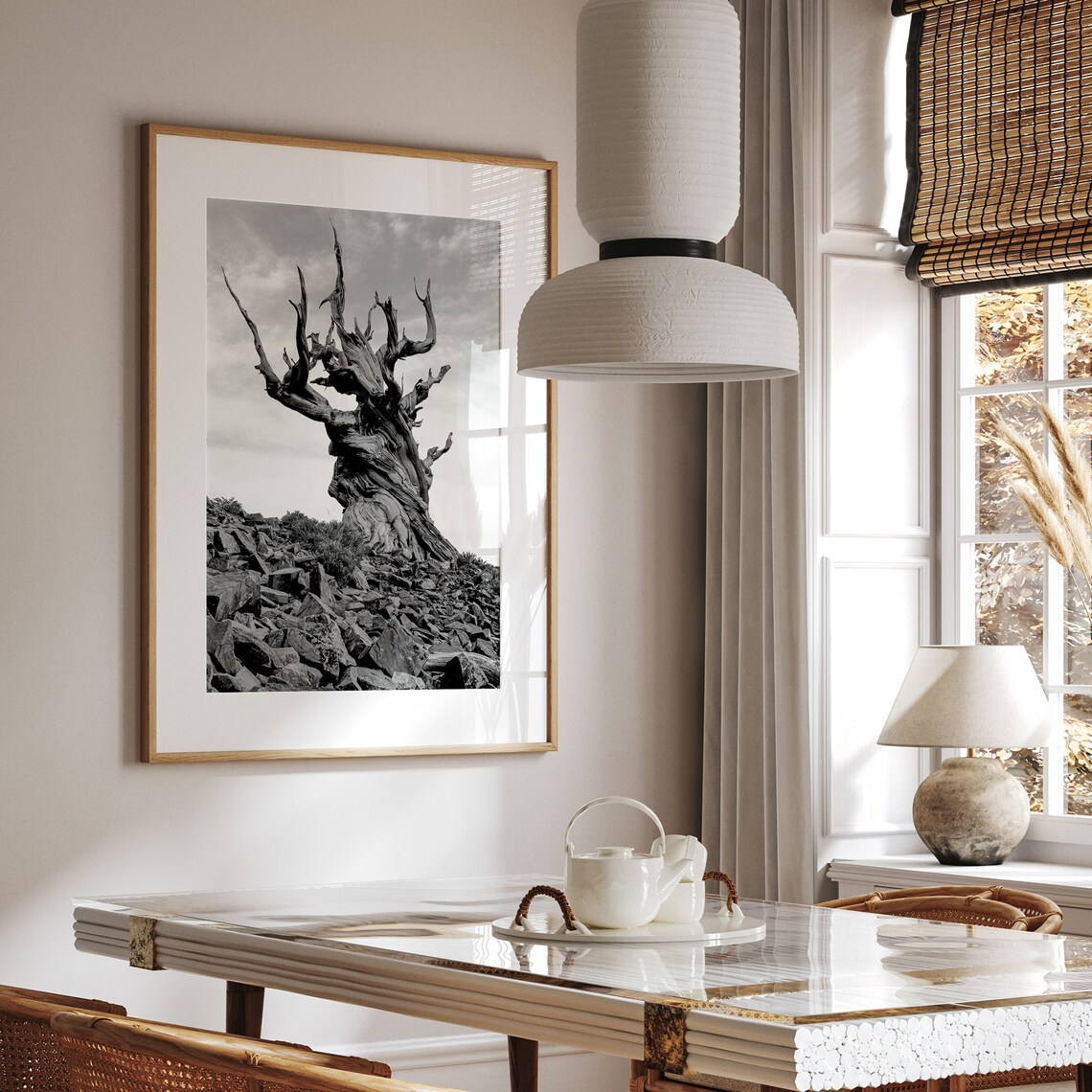 Ancient Bristlecone Pine Tree Black and White Art Print - Image 3