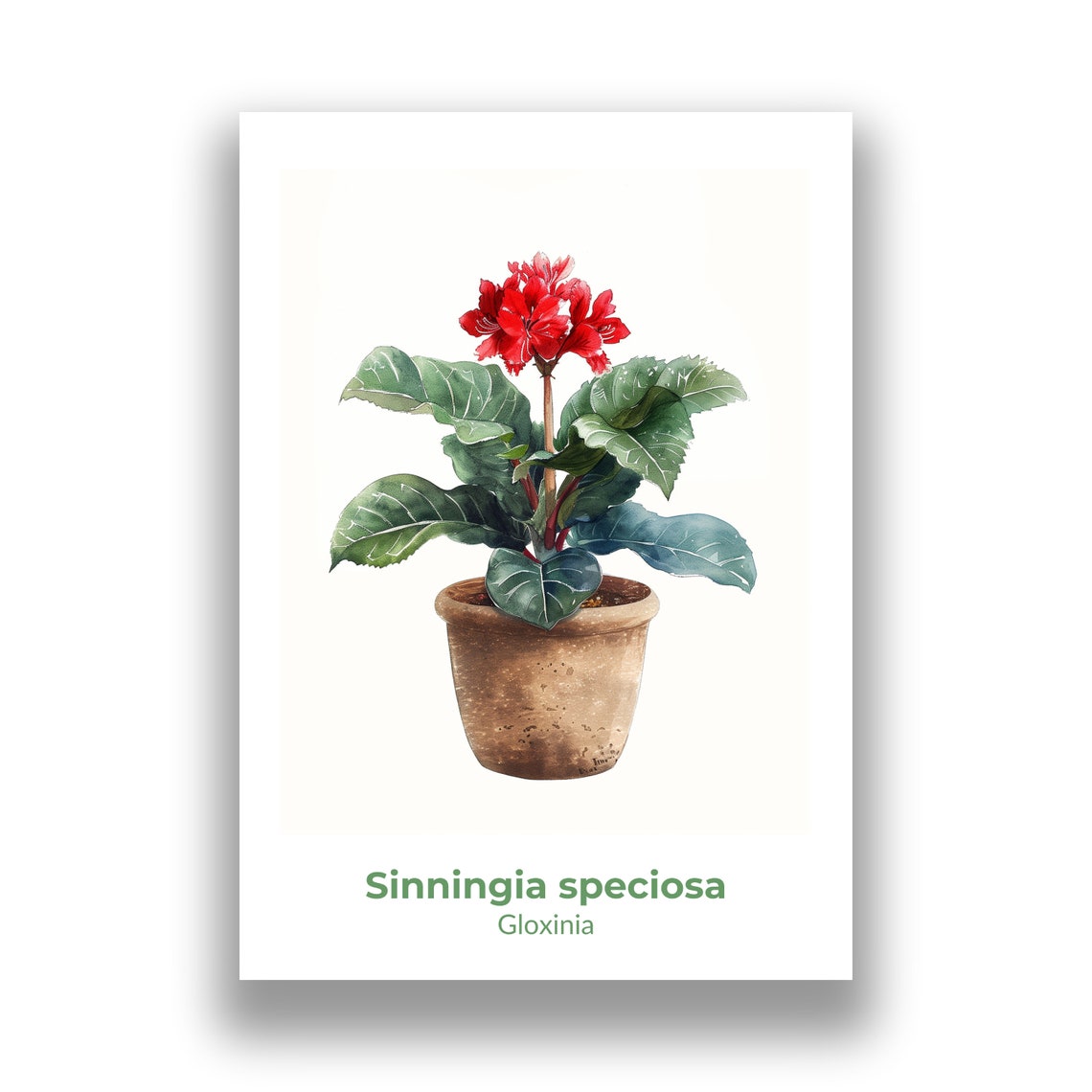 Red Gloxinia Sinningia Speciosa Bloom Watercolor Botanical Poster - Image 2