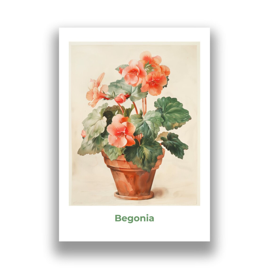 Begonia Coral Pink Blooms Potted Watercolor Botanical Art Poster - Image 2