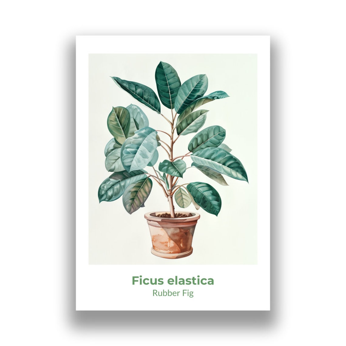 Ficus Elastica Rubber Fig Potted Tree Watercolor Botanical Poster - Image 2