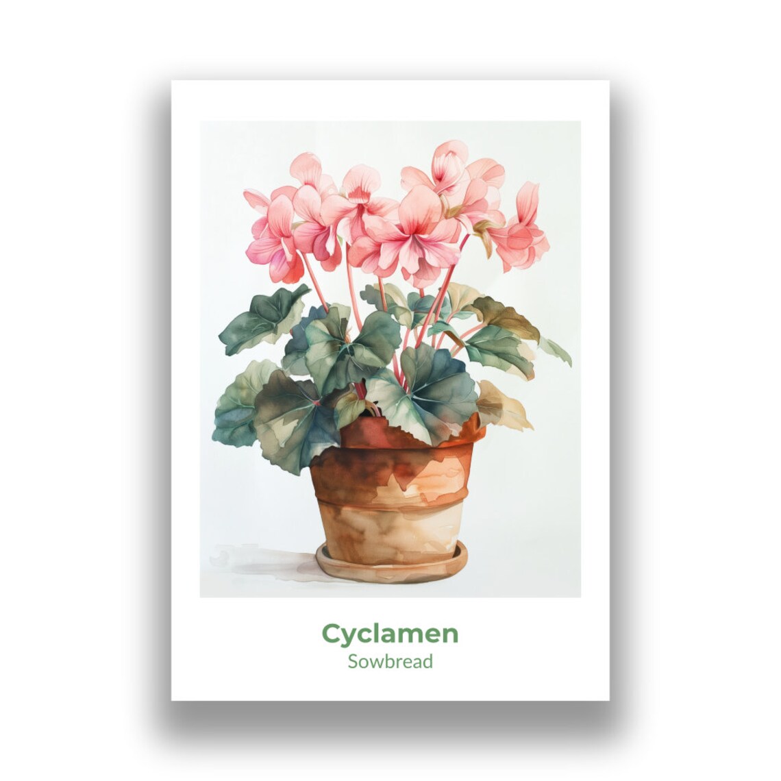 Cyclamen Sowbread Pink Blooms Watercolor Botanical Art Poster - Image 2