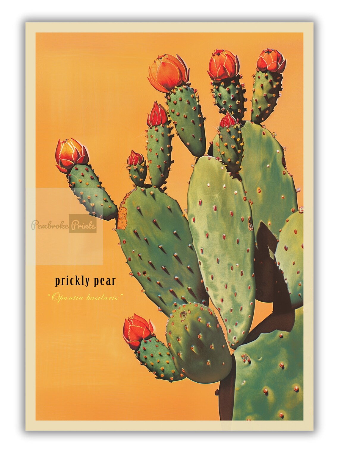 Vintage Prickly Pear Cactus Print, Sonoran Desert - Image 2