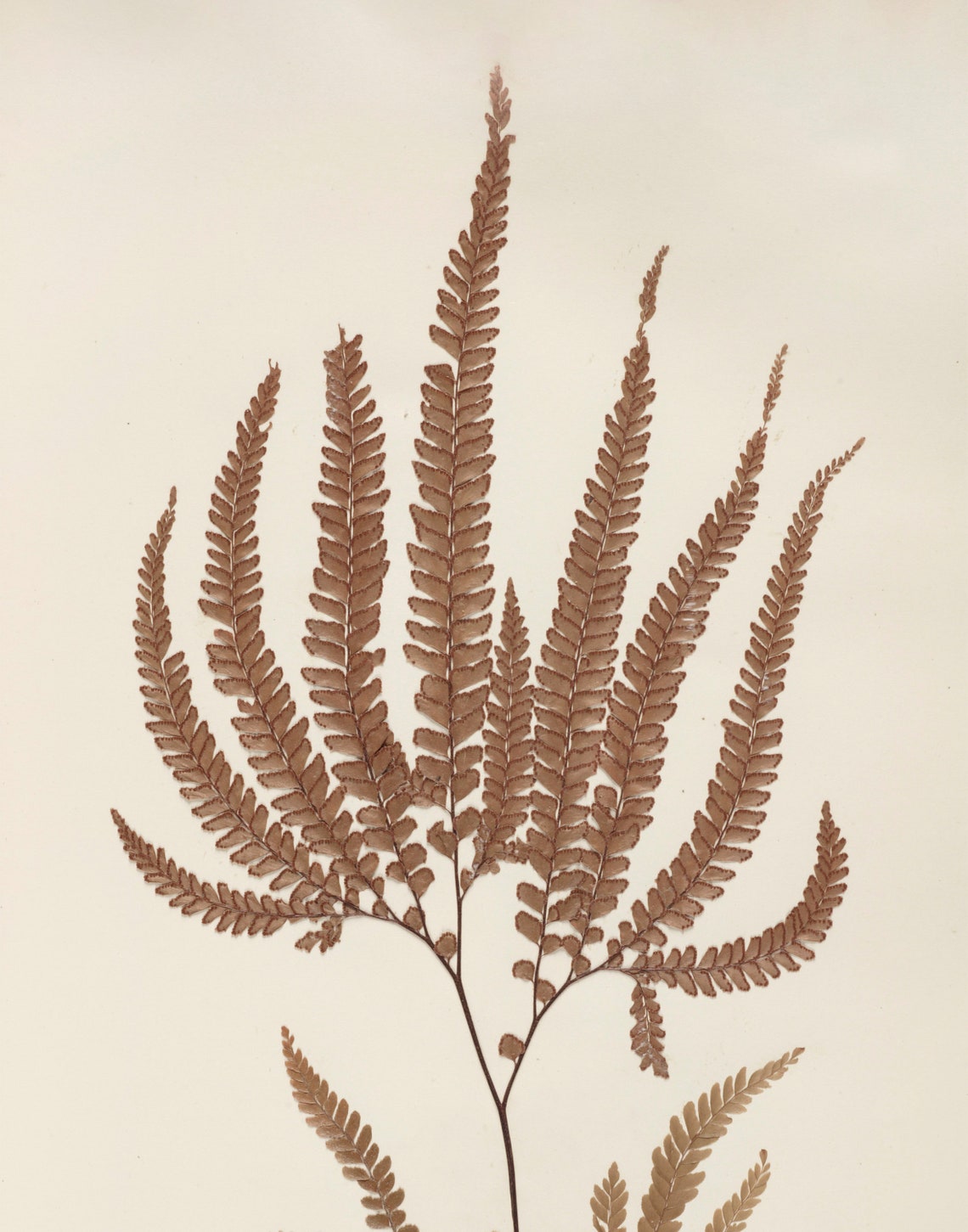 Pressed Flower Fern Vintage Botanical Art Print - Image 3