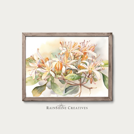 Vintage Honeysuckle Watercolor Botanical Art Print