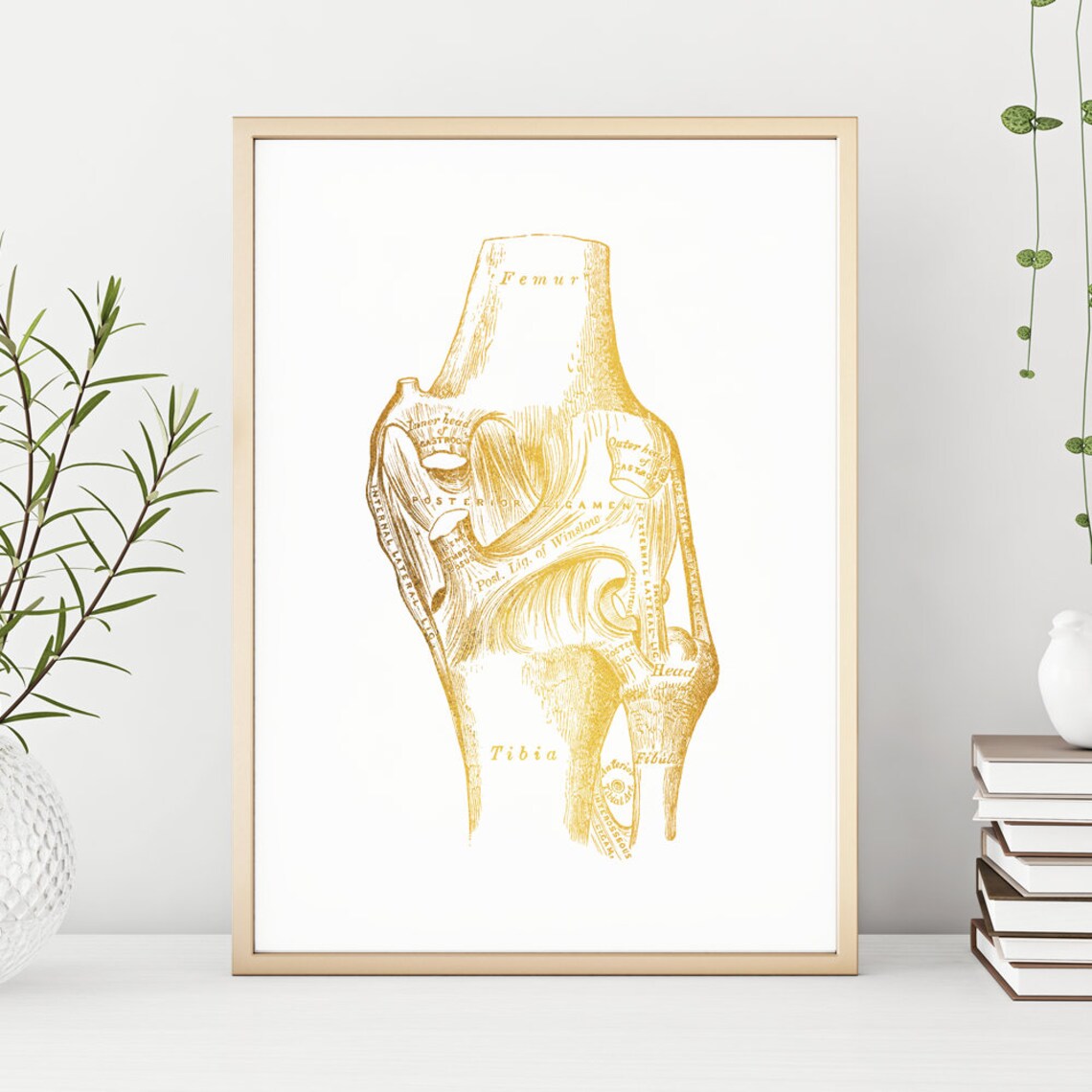 Gold Foil Knee Ligament Anatomy Femur Tibia Vintage Art Print - Image 3