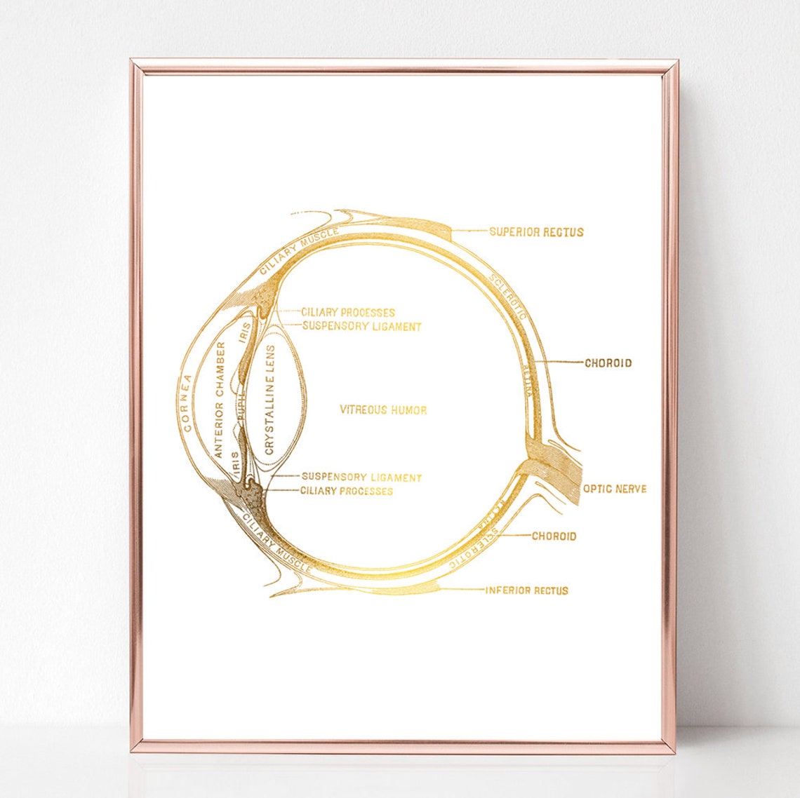 Gold Foil Human Eye Anatomy Diagram Optometry Medical Art Print - Image 3