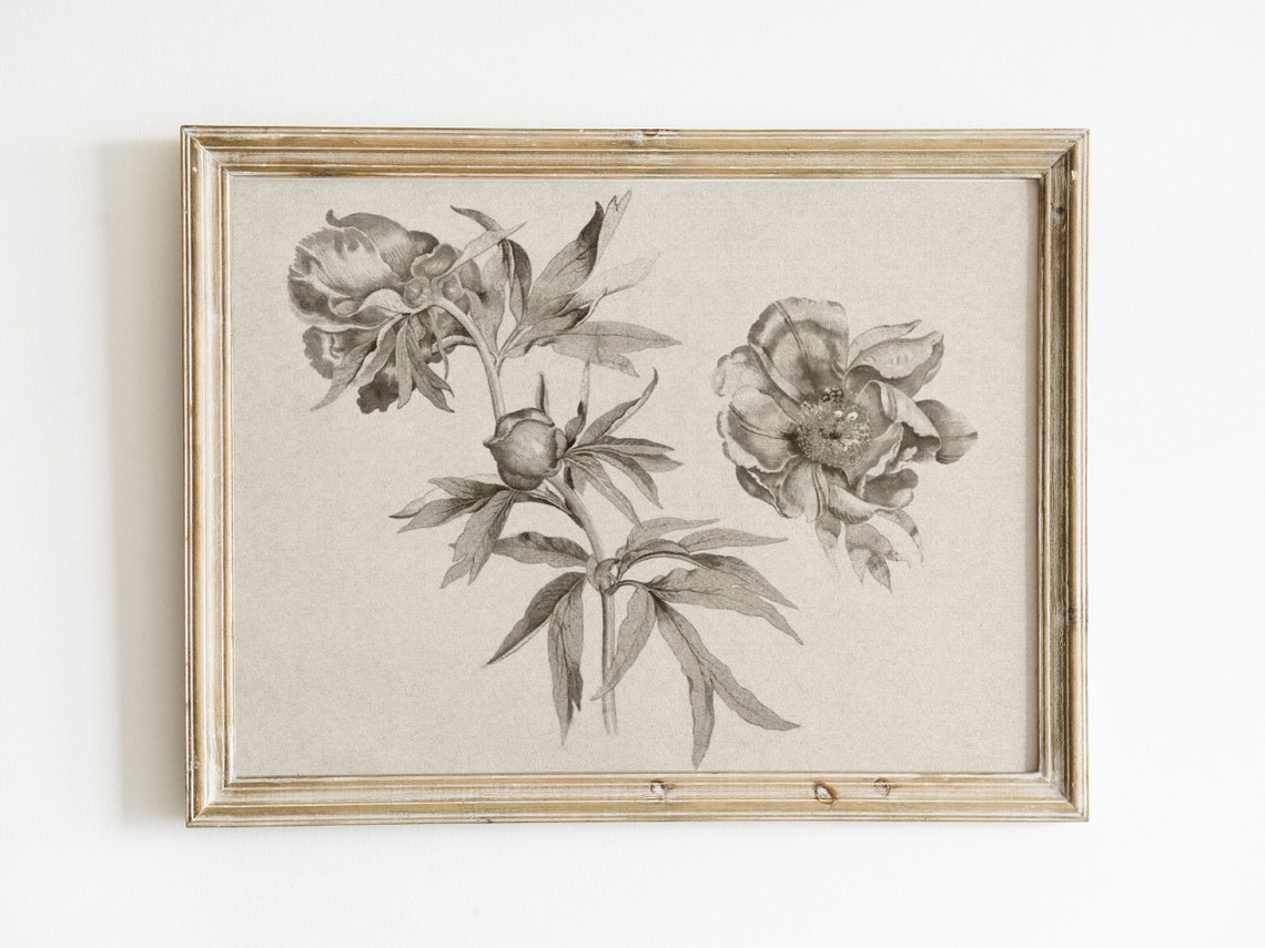 Vintage Peony Botanical Sketch Antique Gray Floral Drawing Art Print