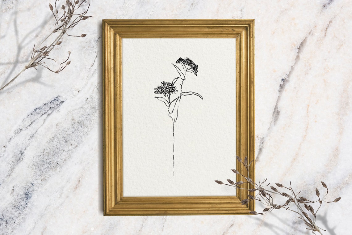 Minimalist Botanical Ink Line Sketch Wildflower Stem Wall Art Print